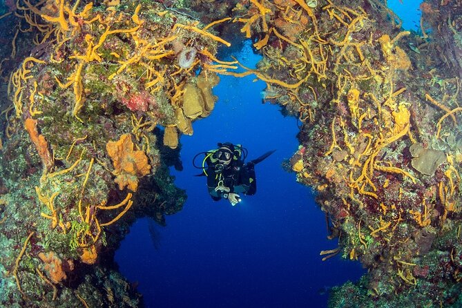 2 dives in Cozumel (for certified divers only) - Cozumel’s reef setup: why this route works for a two-tank schedule