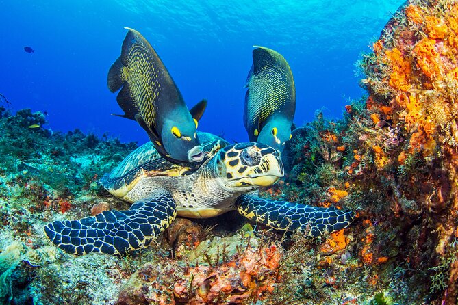 2 dives in Cozumel (for certified divers only) - The actual schedule: what the two underwater sessions look like