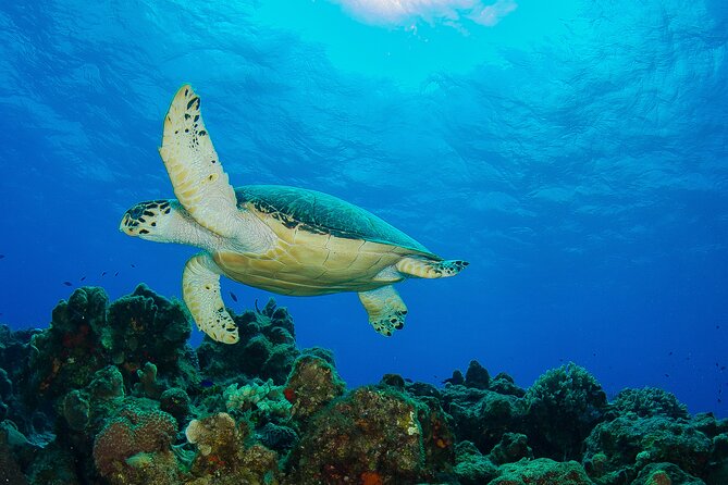 2 dives in Cozumel (for certified divers only) - Boat ride and reef time: what matters for comfort and safety