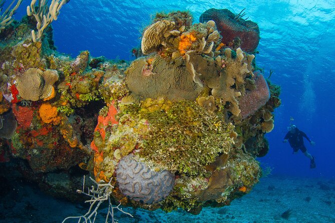 2 dives in Cozumel (for certified divers only) - The people factor: what the guides get right