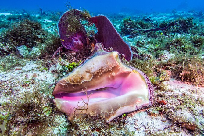 2 dives in Cozumel (for certified divers only) - Who this is for (and who should pick a different option)
