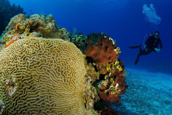 2 dives in Cozumel (for certified divers only) - Where you meet: Pro Dive International Occidental Cozumel and what to do first