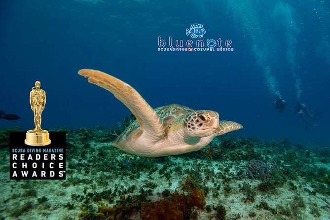 2 Tank Morning Dive: Scuba Diving in Cozumel - Why This Cozumel Morning Reef Trip Is Such Good Value