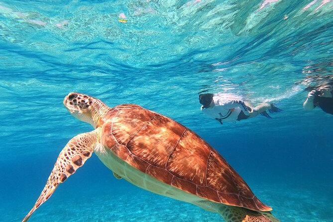 4 Hour Cozumel Turtle Sanctuary Experience on a Luxury Catamarán - The snorkeling setup: guided safety and why the group matters