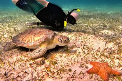 4 Hour Cozumel Turtle Sanctuary Experience on a Luxury Catamarán - Getting there: downtown meeting point vs cruise ship pickup