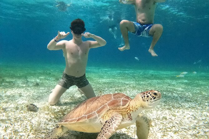 4 Hour Cozumel Turtle Sanctuary Experience on a Luxury Catamarán - Snorkel highlight: the green turtle sanctuary experience