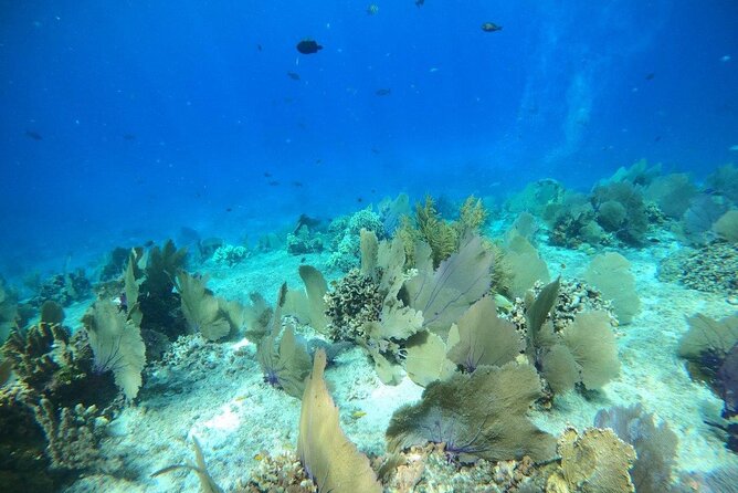 Bavarian Fiesta Snorkel Activity in Glass Bottom Boat at San Miguel de Cozumel - Equipment and crew support: how you actually enjoy the water