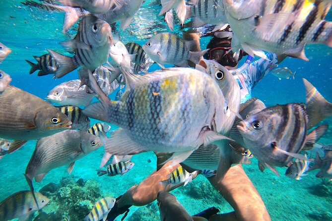 Bavarian Fiesta Snorkel Activity in Glass Bottom Boat at San Miguel de Cozumel - Meeting point and pickup: don’t lose time to taxi math