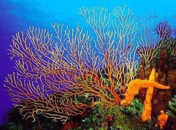 Cielito Cozumel: Mexican Caribbean Snorkeling Tour - Key Highlights to Know Before You Go