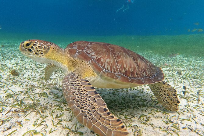 Colombia, Palancar & Cielo Cozumel Snorkel Tour - The Snorkeling Setup: Gear, Safety, and Reef-Safe Sunscreen
