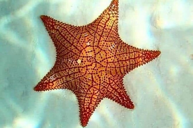 Colombia, Palancar & Cielo Cozumel Snorkel Tour - Colombia Reef and Palancar Reef: More Structure, More Fish Chances
