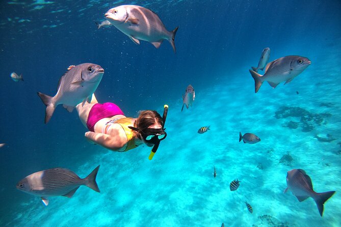 Colombia, Palancar & Cielo Cozumel Snorkel Tour - Turtle Sanctuary and the Sandbar Finish: The Part That Feels Like a Reward