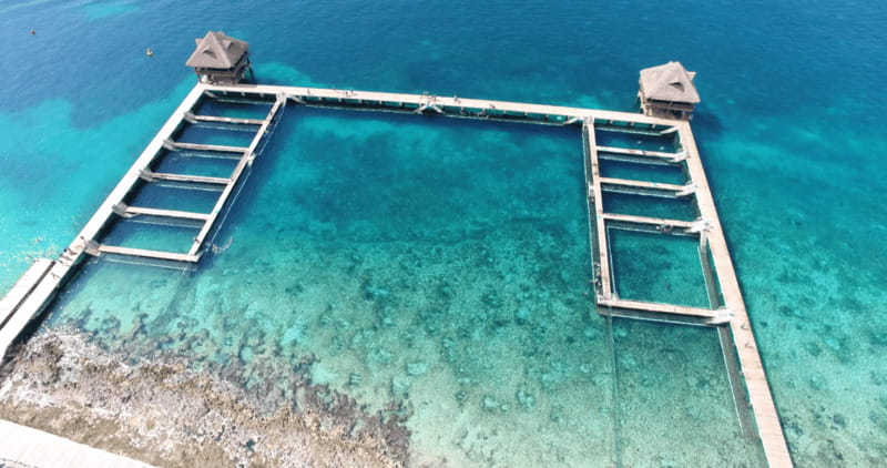 Cozumel: Dolphin Royal Connection and Manatee Interaction - Meeting the manatees at Chankanaab: how the day flows