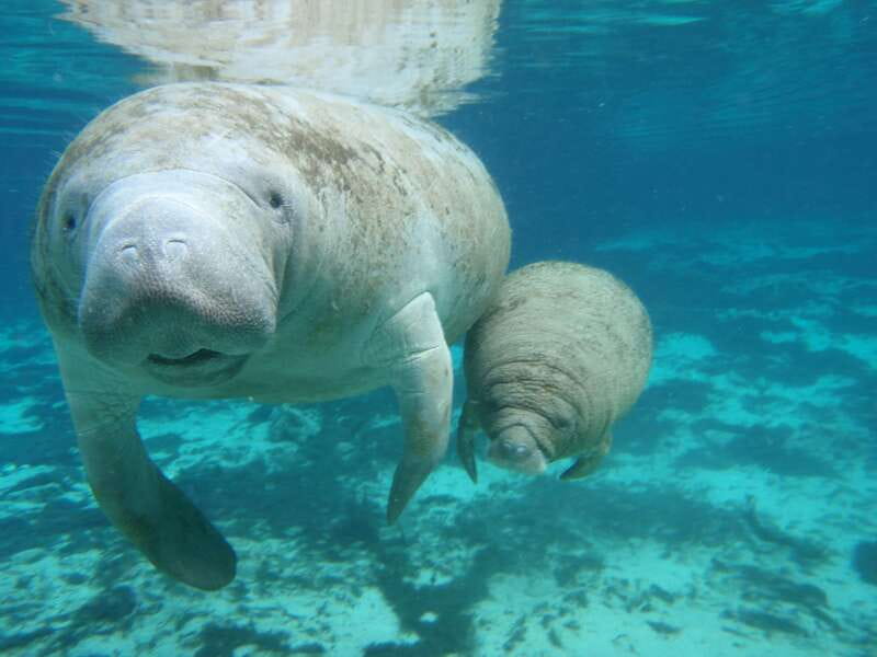 Cozumel: Manatee Encounter, Chankanaab Admission and Buffet - What You’re Really Paying For (and Why $79 Can Feel Fair)