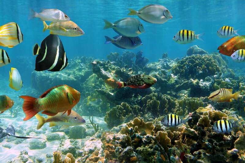 Cozumel: One Tank Scuba Dive and Full Chankanaab Park Access - What you’ll see underwater: caves, sculptures, and common reef life