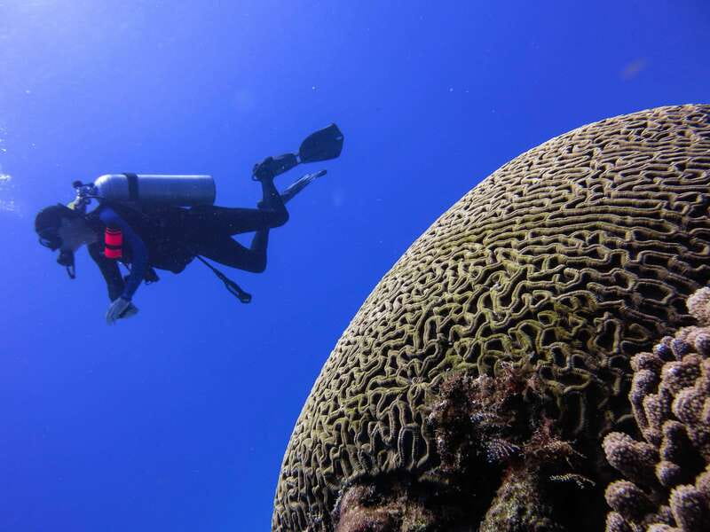 Cozumel: One Tank Scuba Dive and Full Chankanaab Park Access - Price and value: $63 plus the $11 marine fee