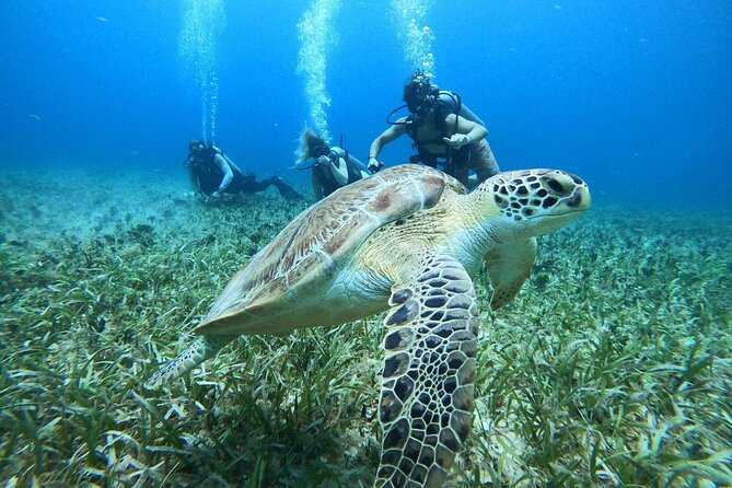 Cozumel Scuba Dive at Chankanaab - Your first gear-up at Chankanaab Park: short prep, big payoff