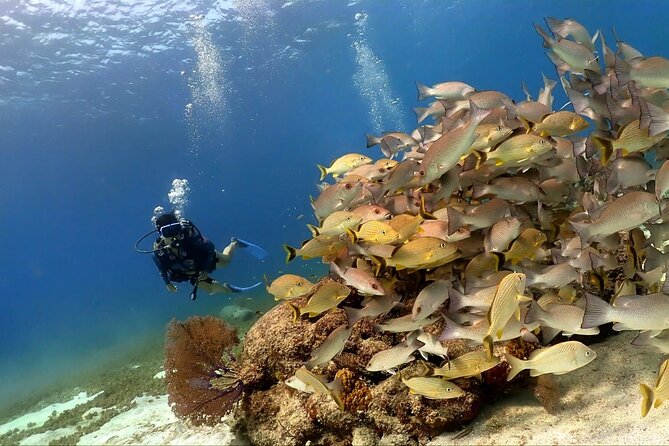 Cozumel Scuba Dive at Chankanaab - The underwater route: Chankanaab Reef and the Cozumel barrier system