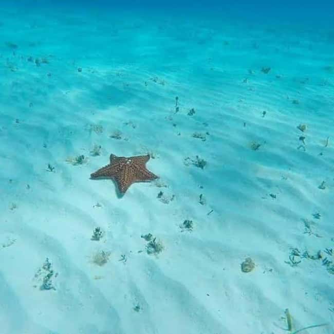 Cozumel: snorkeling on reefs + visit to "El Cielo" - What to bring (and what to leave at home)