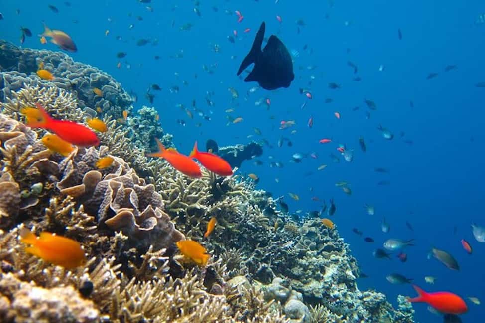 Cozumel: snorkeling on reefs + visit to "El Cielo" - Who should book this tour, and who should skip it