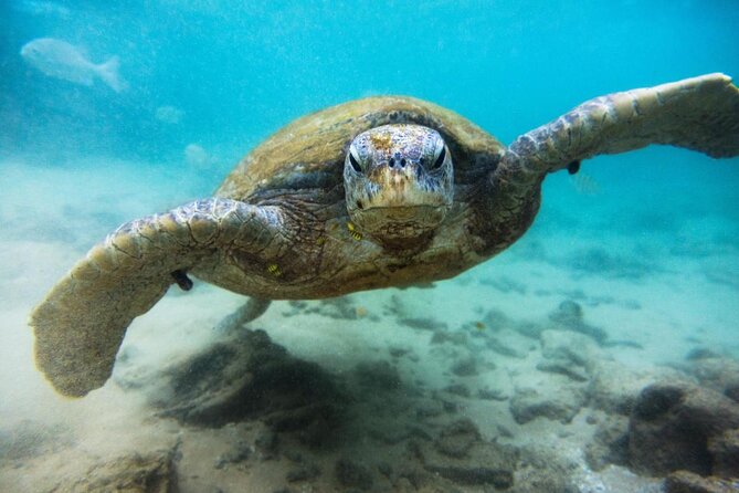 Cozumel Snorkeling Tour at Palancar & Colombia Reefs and El Cielo - Quick Snorkel Highlights (Cozumel’s best 3 stops)