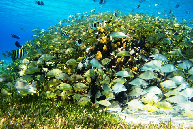 Cozumel Snorkeling Tour at Palancar & Colombia Reefs and El Cielo - Stop 2 Palancar Reef: Nurse Sharks and Moray Eels
