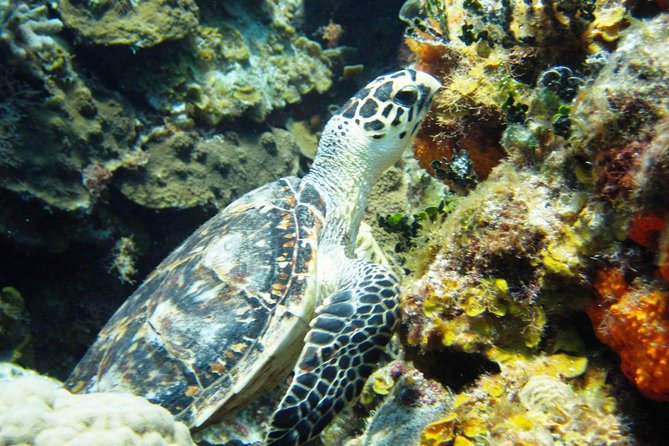 Cozumel Snorkeling Tour at Palancar & Colombia Reefs and El Cielo - Snorkel Gear, Crew Care, and Names You Might Hear