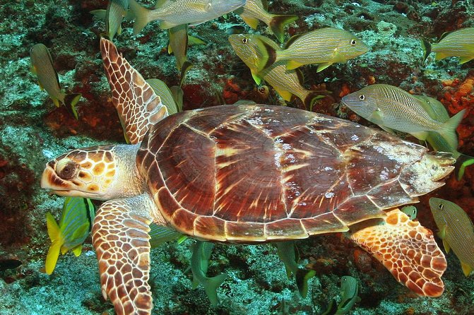 Cozumel Snorkeling Tour at Palancar & Colombia Reefs and El Cielo - Drinks, Fruit, Sandwiches, and the Onboard Break That Actually Matters