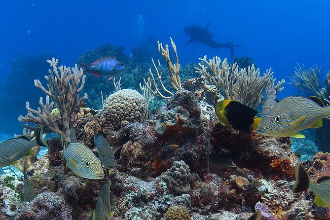 Cozumel snorkeling tour: Palancar, Columbia and El Cielo reefs - Tour Length and Pace: About 4 Hours 15 Minutes on the Clock