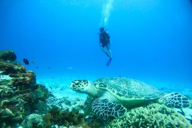 Cozumel snorkeling tour: Palancar, Columbia and El Cielo reefs - Stop 2: Palancar Reef for Deeper, Bigger “Reef Scenery”