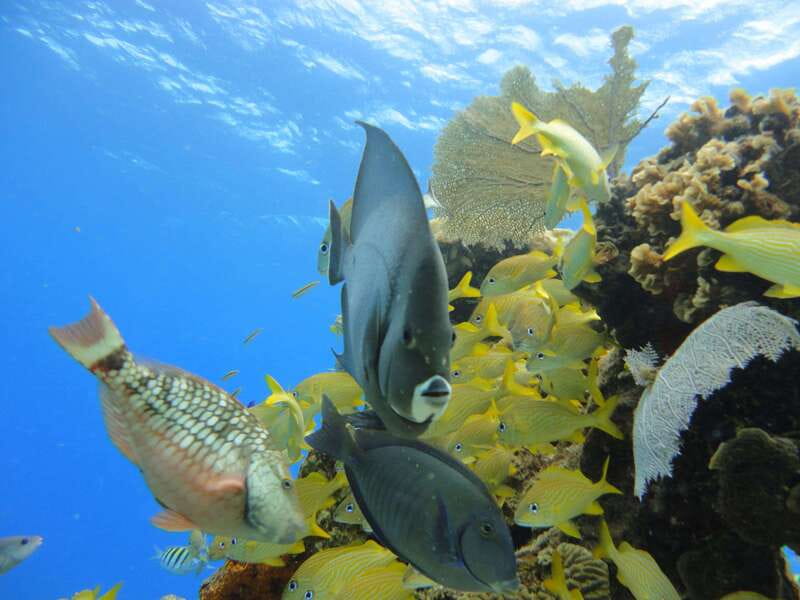 Cozumel: VIP Glass Bottom Boat & Snorkeling 3 Reefs Tour - Safety rules that actually affect your day