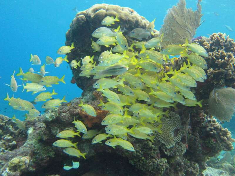 Cozumel: VIP Glass Bottom Boat & Snorkeling 3 Reefs Tour - What reefs you’ll actually hit: Villa Blanca and Paradise names