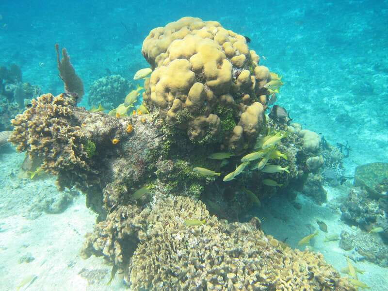 Cozumel: VIP Glass Bottom Boat & Snorkeling 3 Reefs Tour - Drinks, beer, and the value of small extras