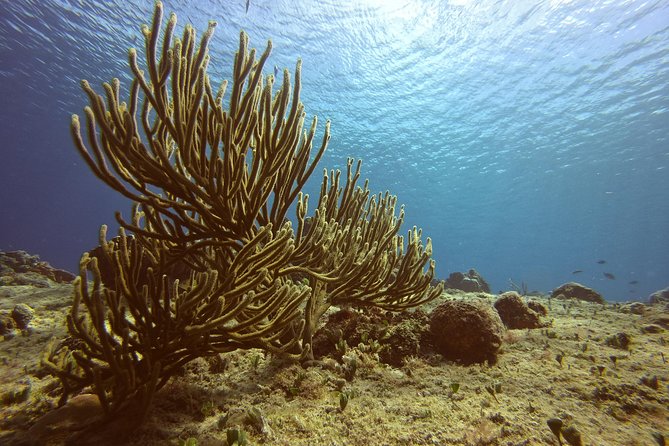 Discover Scuba Diving - Meeting at F2MH+GP: How to Stay Calm Near the Cruise Port