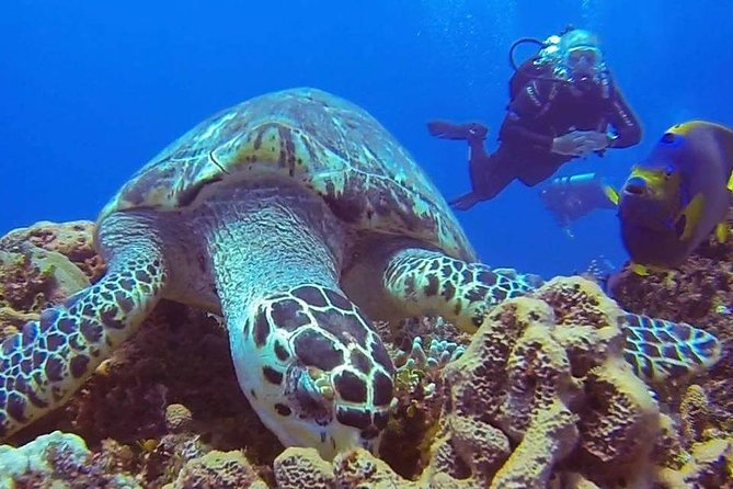 Discover Scuba Diving - The Learning Phase: Comfort Underwater (Not Speed)