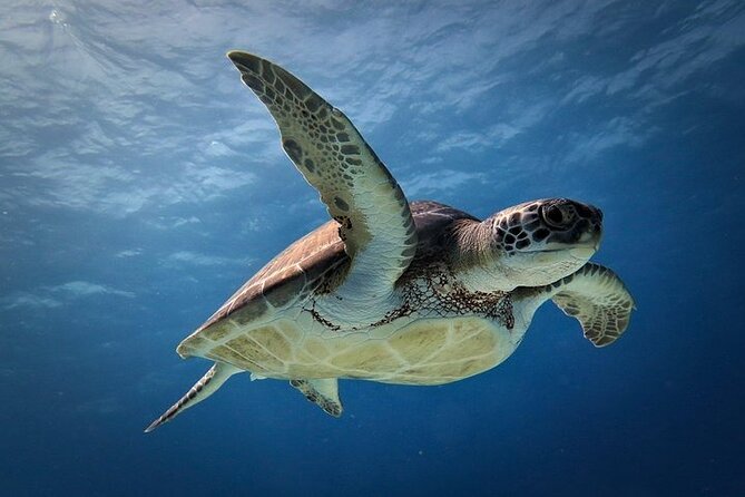 Discover Scuba Diving in Cozumel Paradise Reef - Safety and Comfort: The Crew’s Biggest Strength