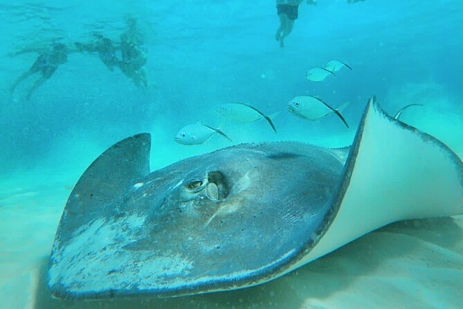 El Cielo Cozumel Snorkel Private Boat + Food + Drinks + Beach - Who This Tour Is Best For (And Who Might Want Something Else)