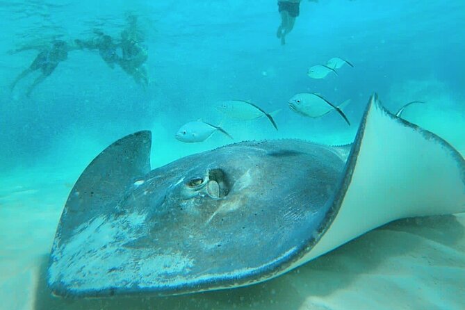 El Cielo Cozumel Snorkel Share Boat + Reefs + Food Drinks + Beach - San Francisco Beach Club Start: Easy, but Know the Reality