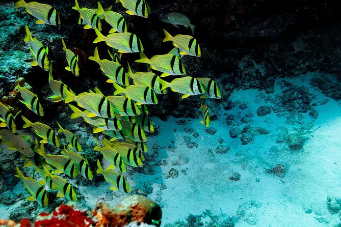 El Cielo Cozumel Snorkeling Tour - All-Inclusive - Key things to know before you go