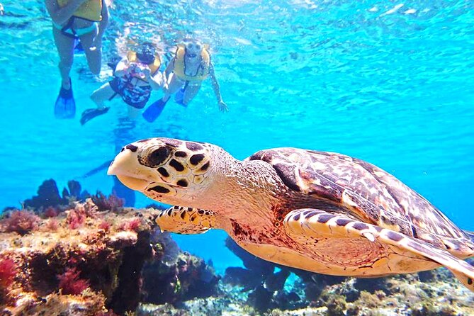 El Cielo Cozumel Snorkeling Tour - All-Inclusive - El Paso del Cedral Reef and Tunich Reef: more scenery, more chance for variety