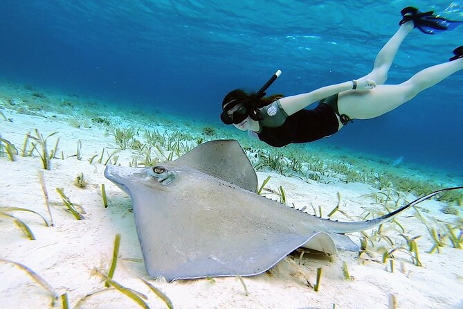 El Cielo Cozumel Snorkeling tour by Private Boat - Private boat snorkeling in Cozumel’s best reef zone