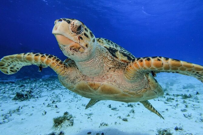 El Cielo Cozumel Snorkeling tour by Private Boat - The snorkeling game plan: how to maximize your time in the water