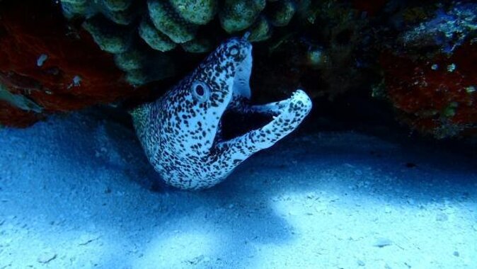 El Cielo Cozumel Snorkeling trip by Catamaran - Key highlights