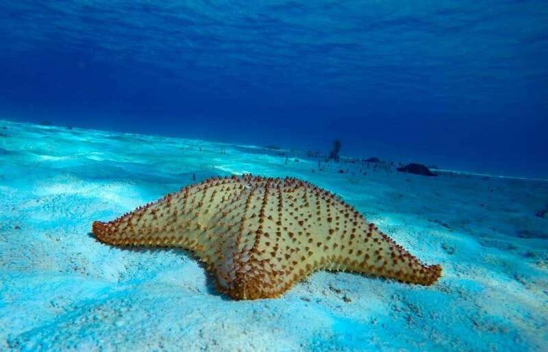 From Cozumel: 3 Reefs Boat Tour with Drinks and Snorkeling - Price and value: what you really get for $57