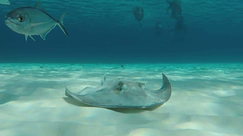 From Cozumel: 3 Reefs Boat Tour with Drinks and Snorkeling - Stop 1: Palancar reef and deeper-water wildlife odds