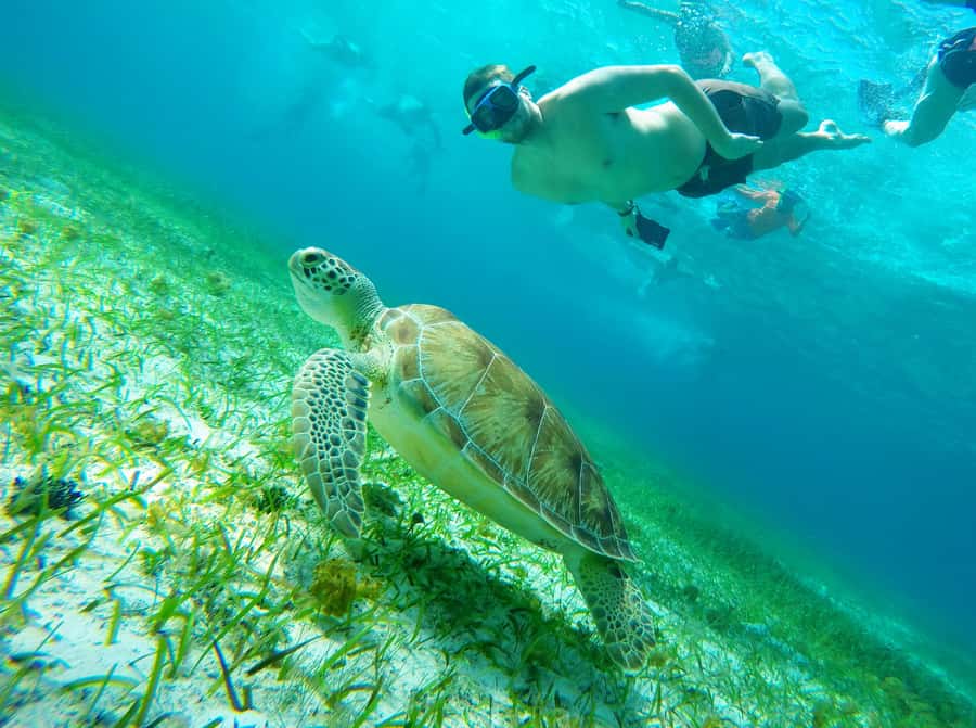 From Cozumel: Starfish, Stingrays and the Turtle Sanctuary - Palancar Reef stop: the safety briefing that actually helps