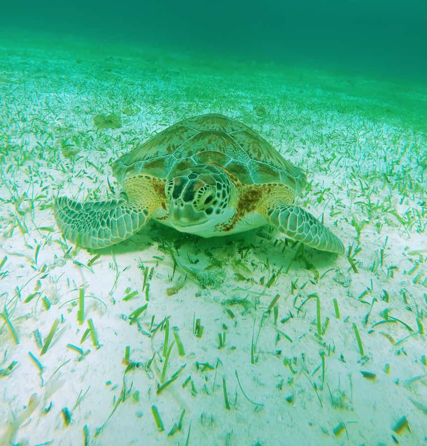 From Cozumel: Starfish, Stingrays and the Turtle Sanctuary - Cozumel Turtle Bay sanctuary: swimming with patience