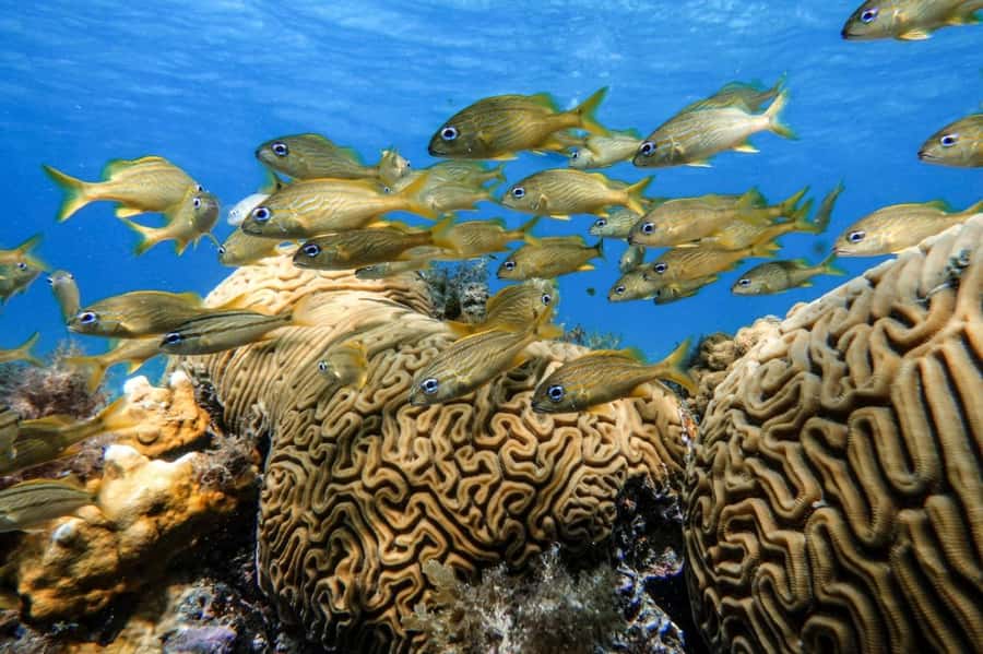 From Cozumel: Starfish, Stingrays and the Turtle Sanctuary - Snack, drinks, and the sandbar reset
