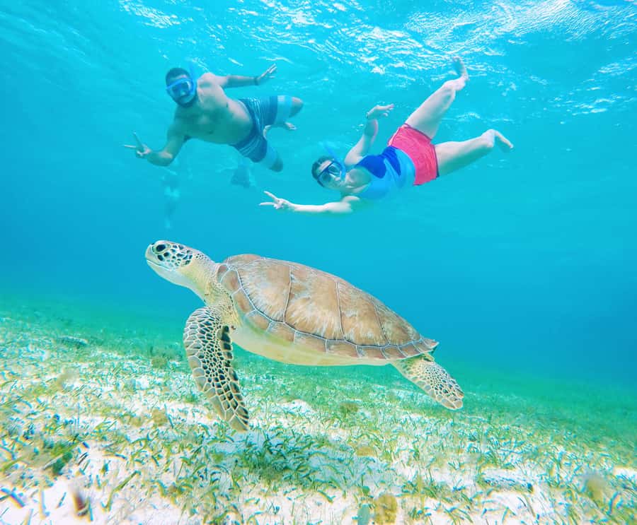 From Cozumel: Starfish, Stingrays and the Turtle Sanctuary - Equipment and comfort: what you’ll wear and what you should bring