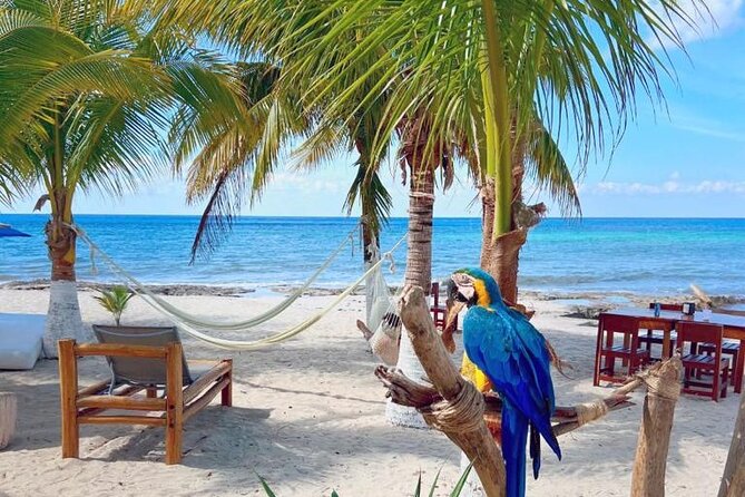 Half-Day Island Tour with Mayan Experience & Beach Break - Otoch Mayan Experience: Honey, Cacao Chocolate, and a Purification Ritual